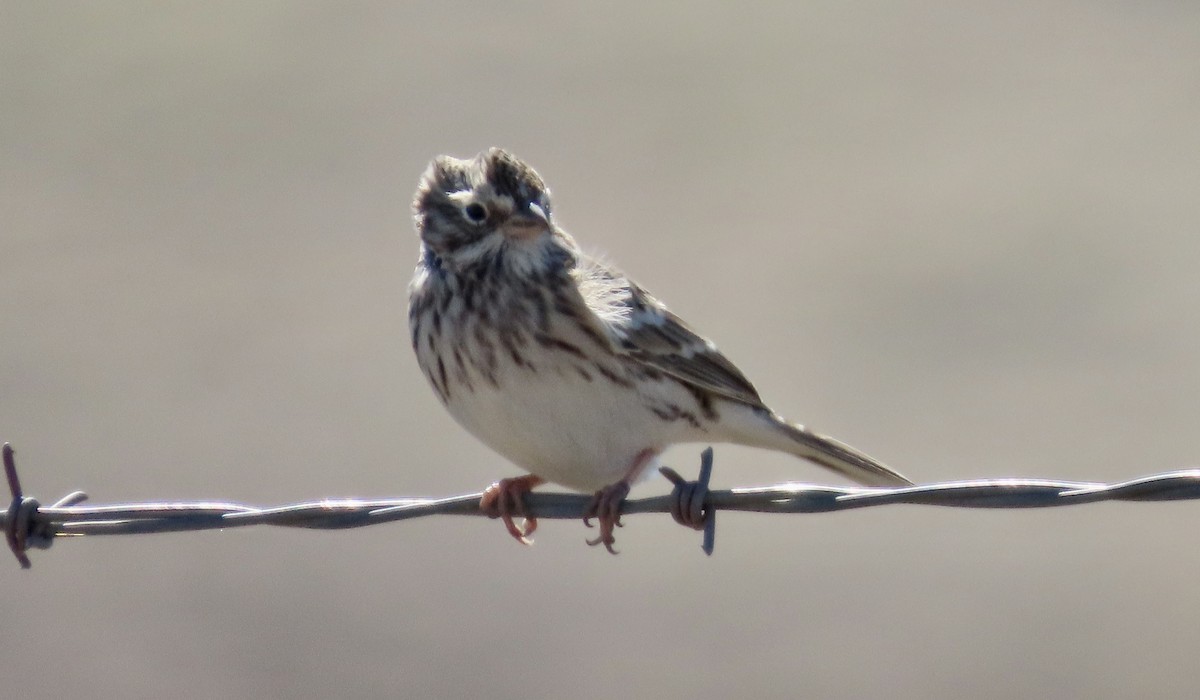 Vesper Sparrow - ML643407623
