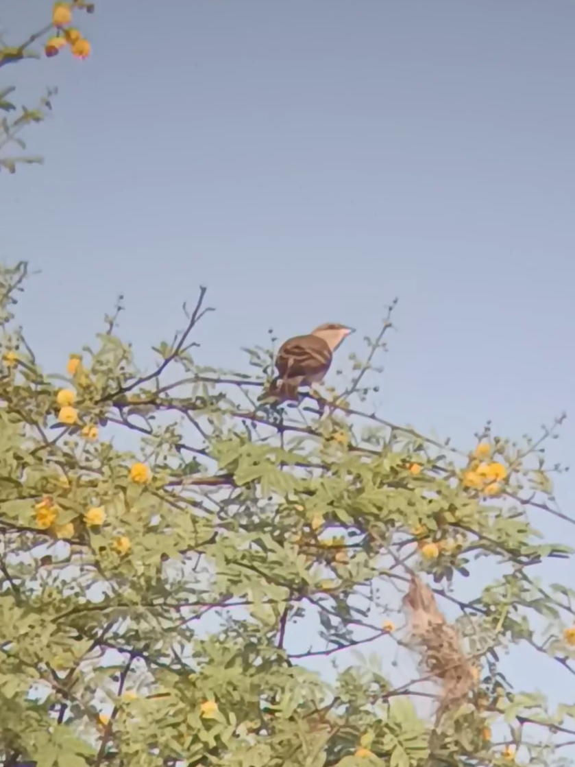 Yellow-throated Sparrow - ML643407628