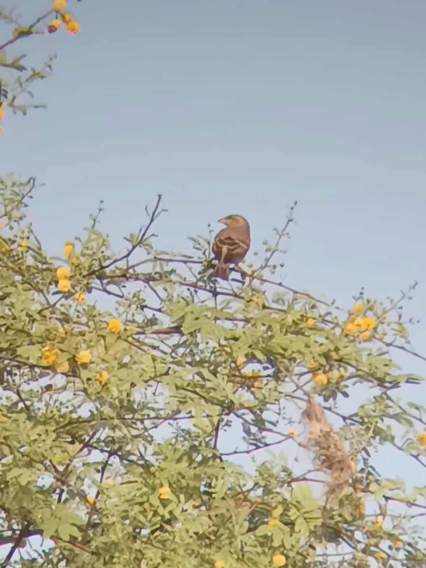 Yellow-throated Sparrow - ML643407629