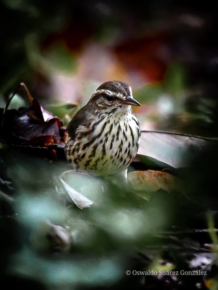 Northern Waterthrush - ML643407633