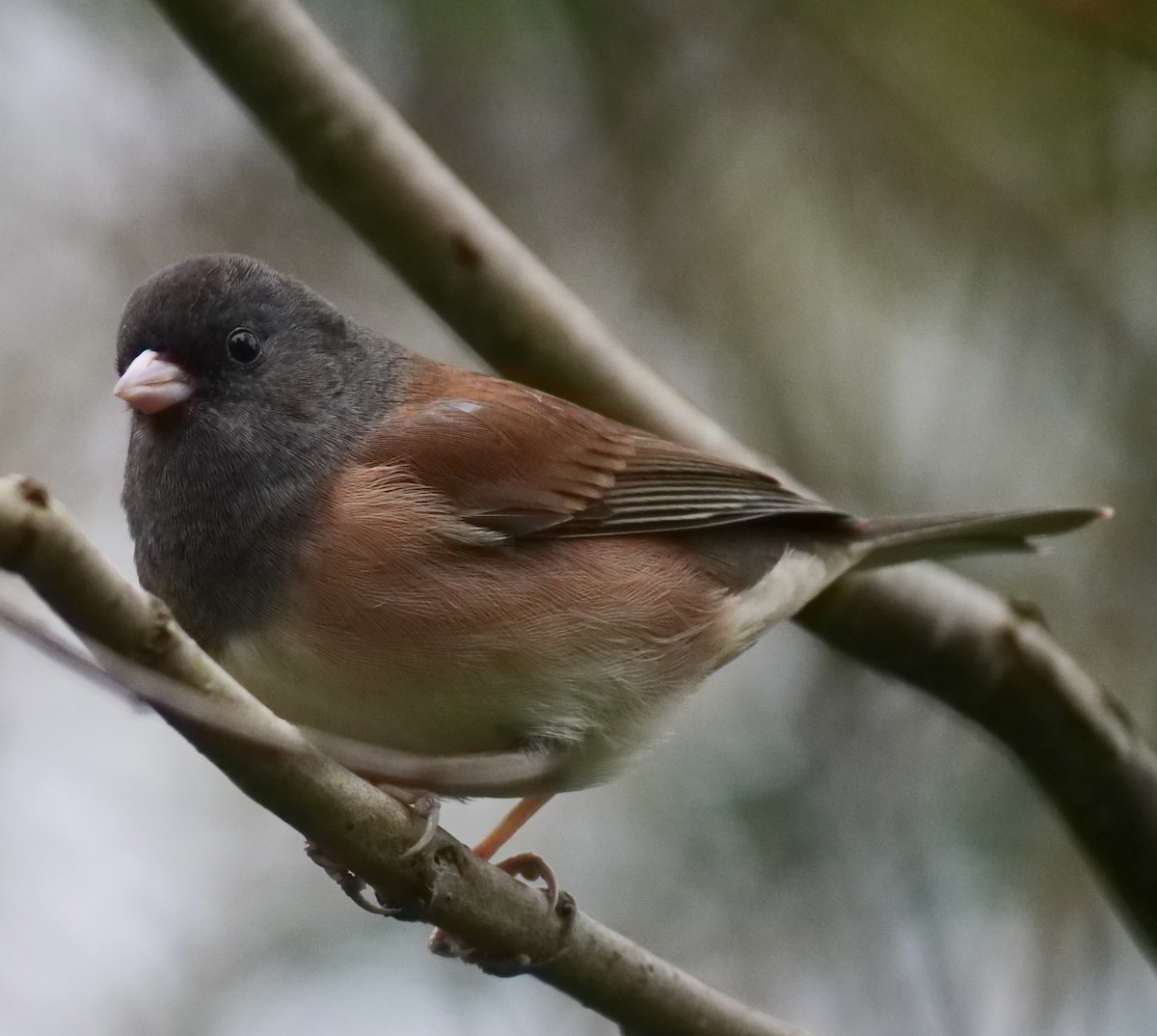 Dark-eyed Junco - ML643407691
