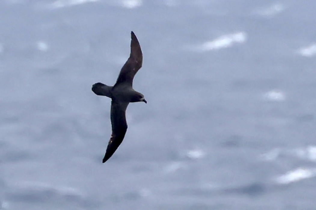 Providence Petrel - ML643407696
