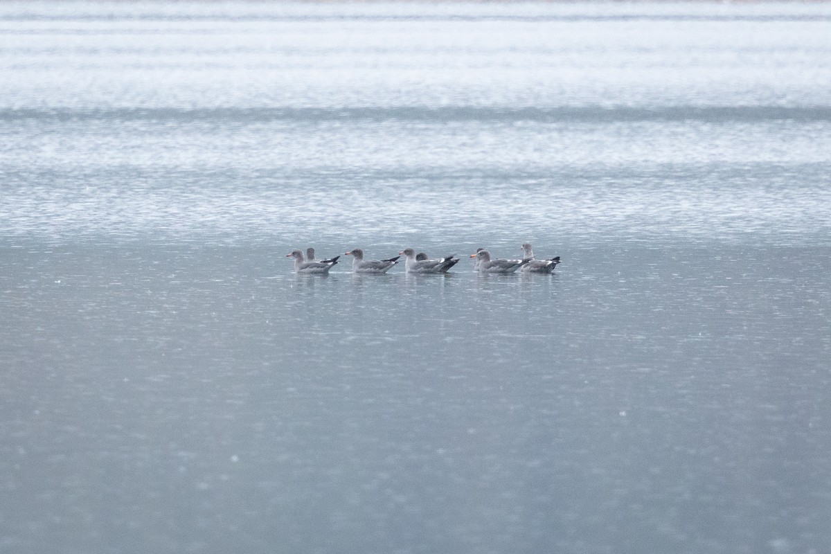 Heermann's Gull - ML643407697
