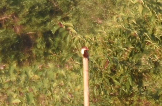 White-throated Kingfisher - ML643407722