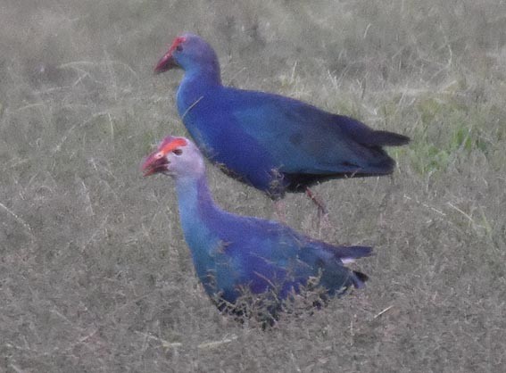 Uroilo urdin burugrisa - ML643407730