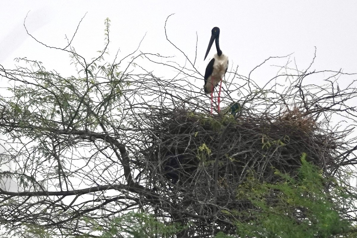 Riesenstorch - ML643407731