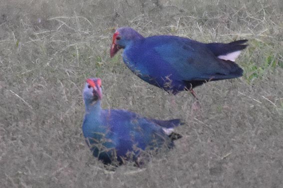 Uroilo urdin burugrisa - ML643407732