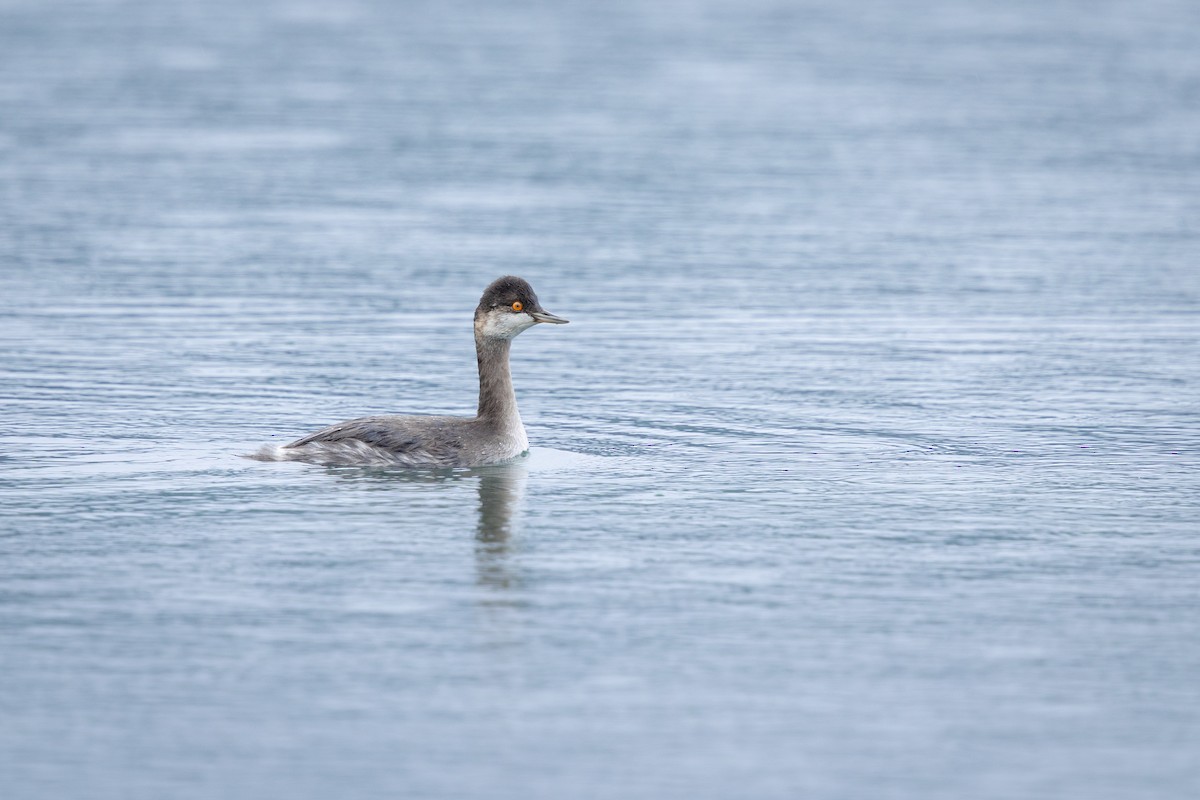 Eared Grebe - ML643407747