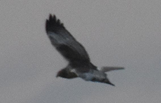 Eastern Marsh Harrier - ML643407748