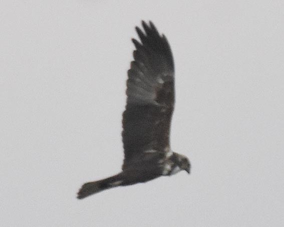 Eastern Marsh Harrier - ML643407753