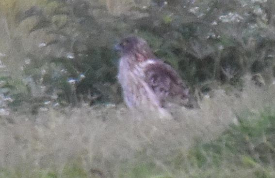 Eastern Marsh Harrier - ML643407756