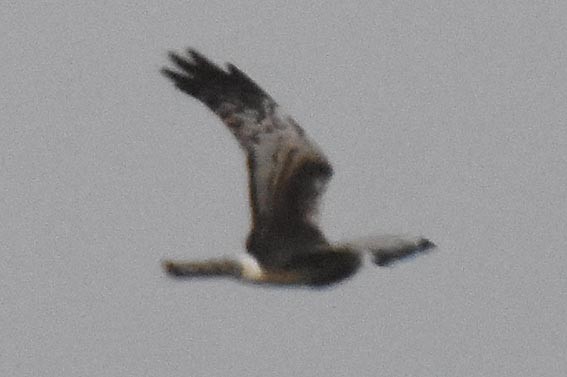 Eastern Marsh Harrier - ML643407757