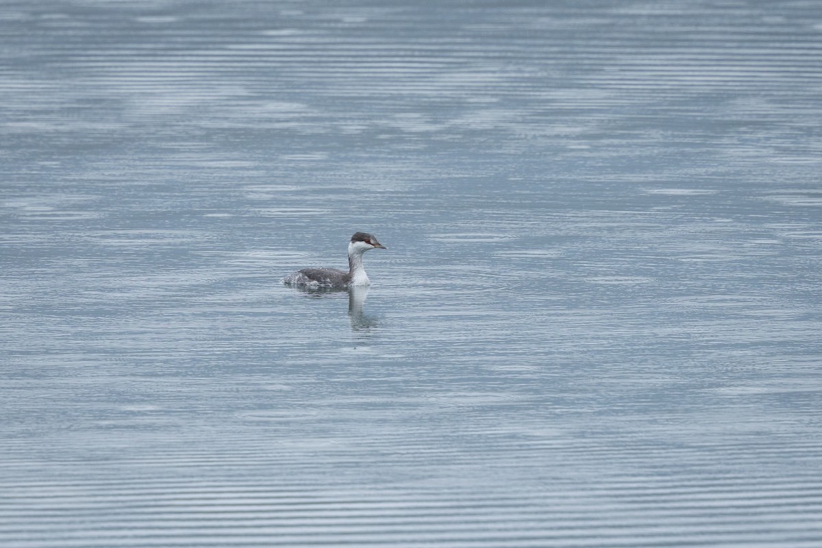Horned Grebe - ML643407758