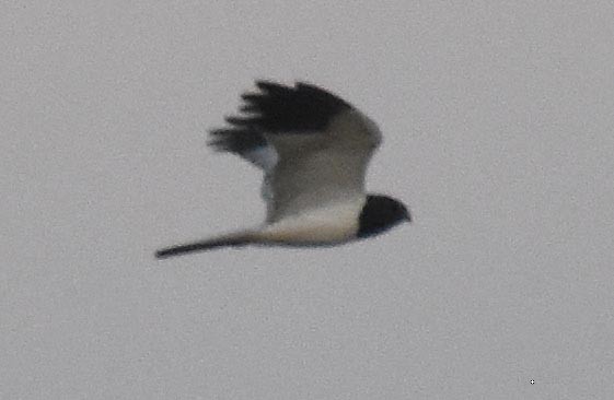 Pied Harrier - ML643407760