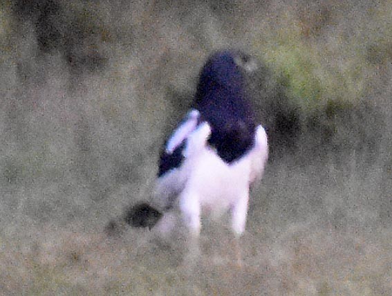 Pied Harrier - ML643407764