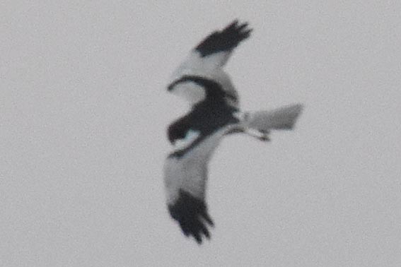 Pied Harrier - ML643407768