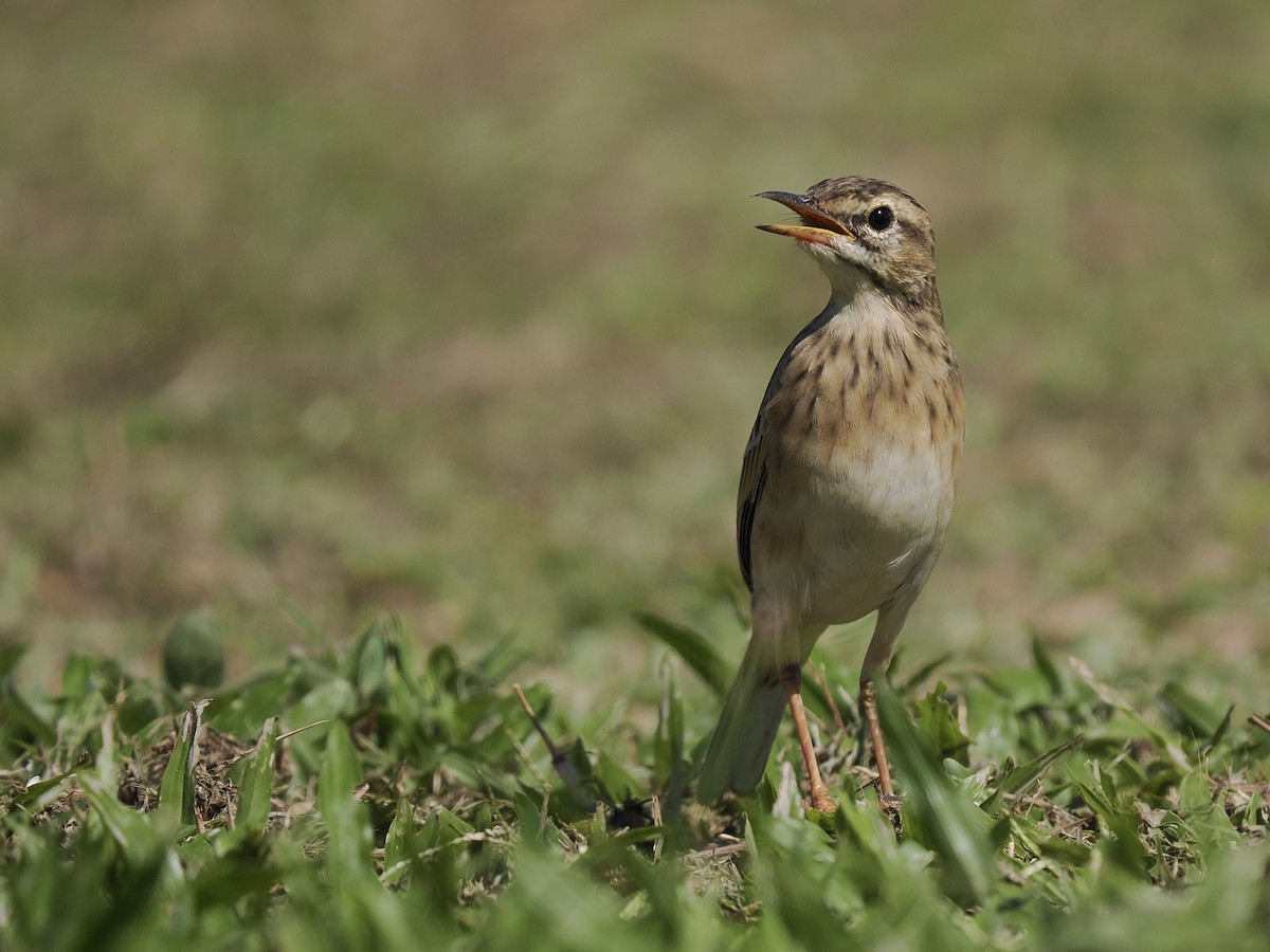 Paddyfield Pipit - ML643407774