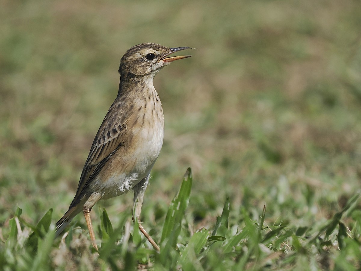 Paddyfield Pipit - ML643407779