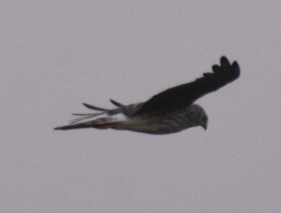 Pied Harrier - ML643407780
