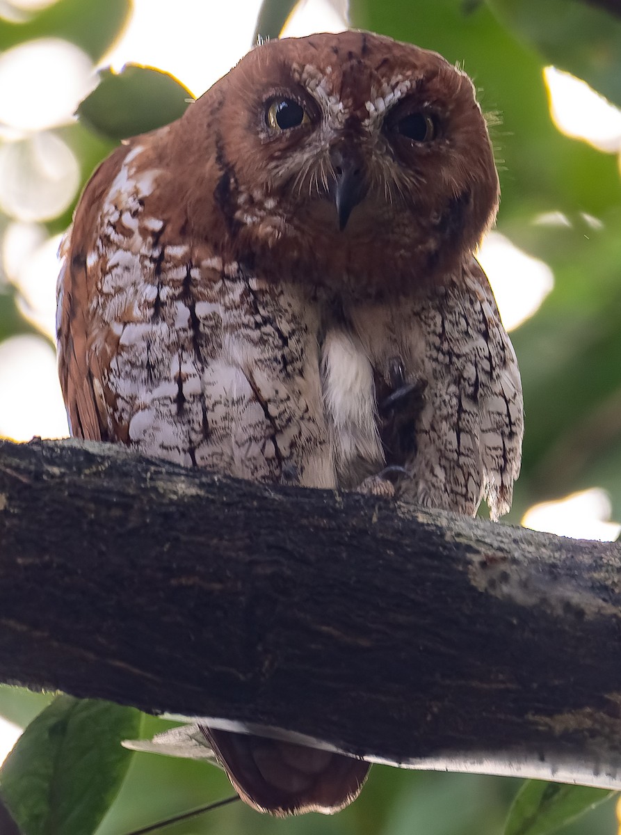 Oriental Scops-Owl - ML643407800
