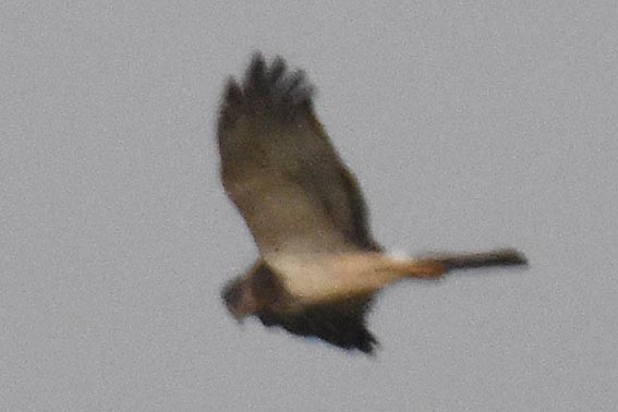 Pied Harrier - ML643407805