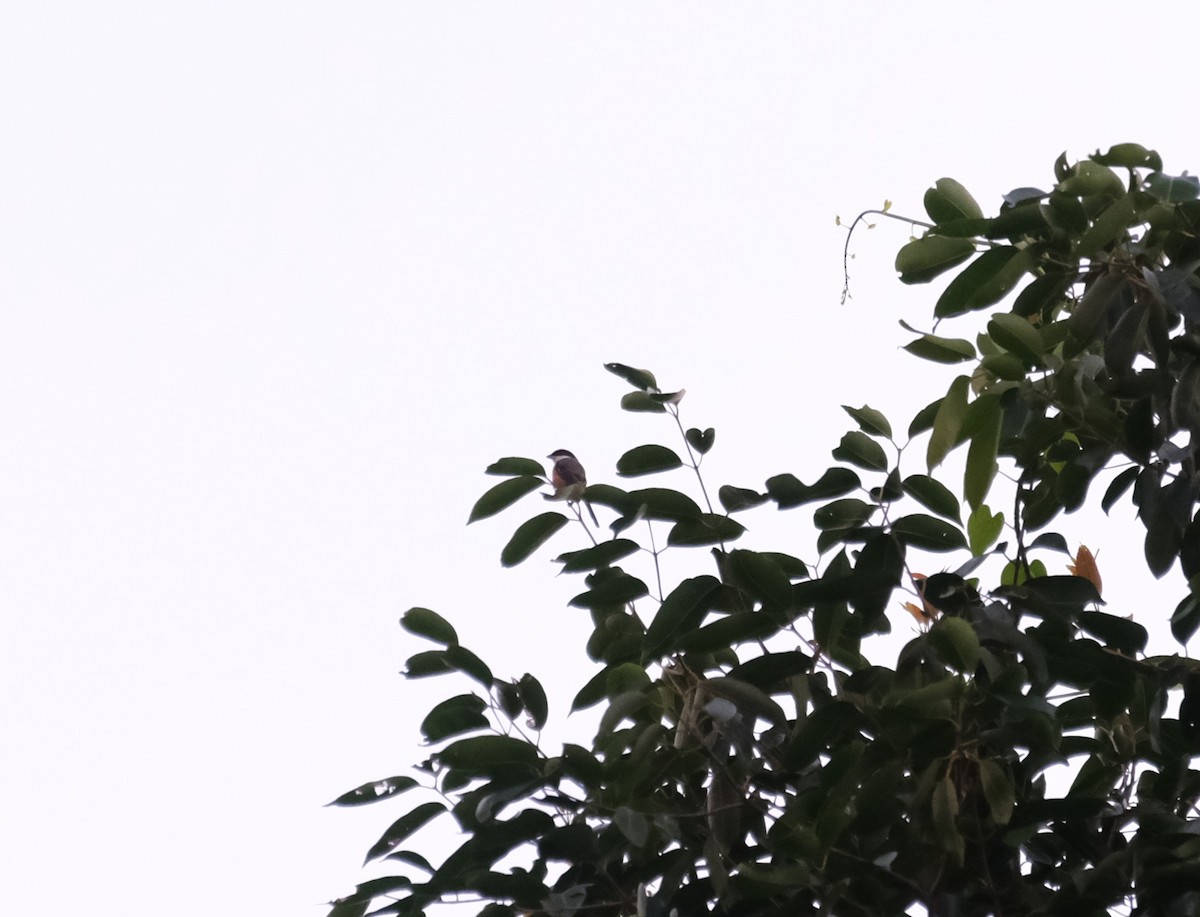 Gray-backed Shrike - ML643407806