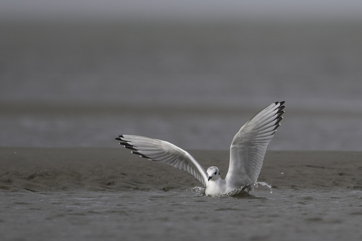 Bonaparte's Gull - ML643407807