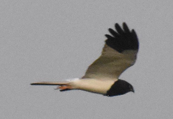 Pied Harrier - ML643407808