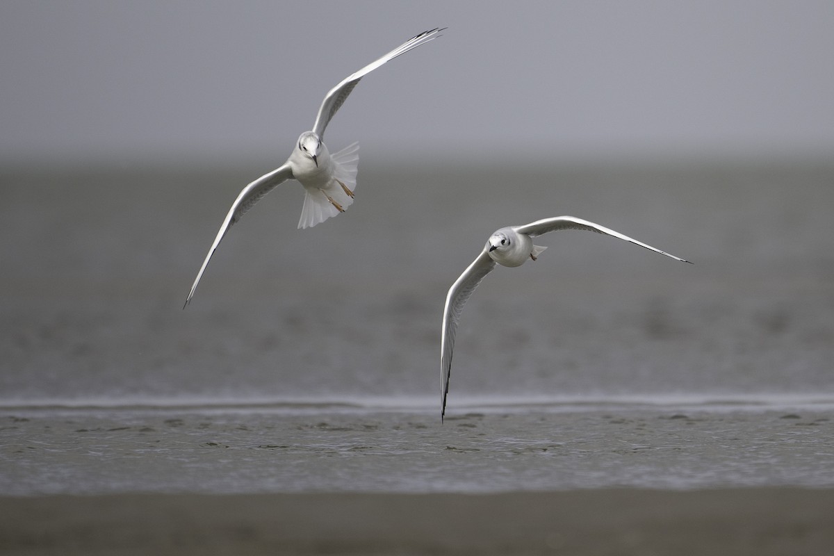 Bonaparte's Gull - ML643407809