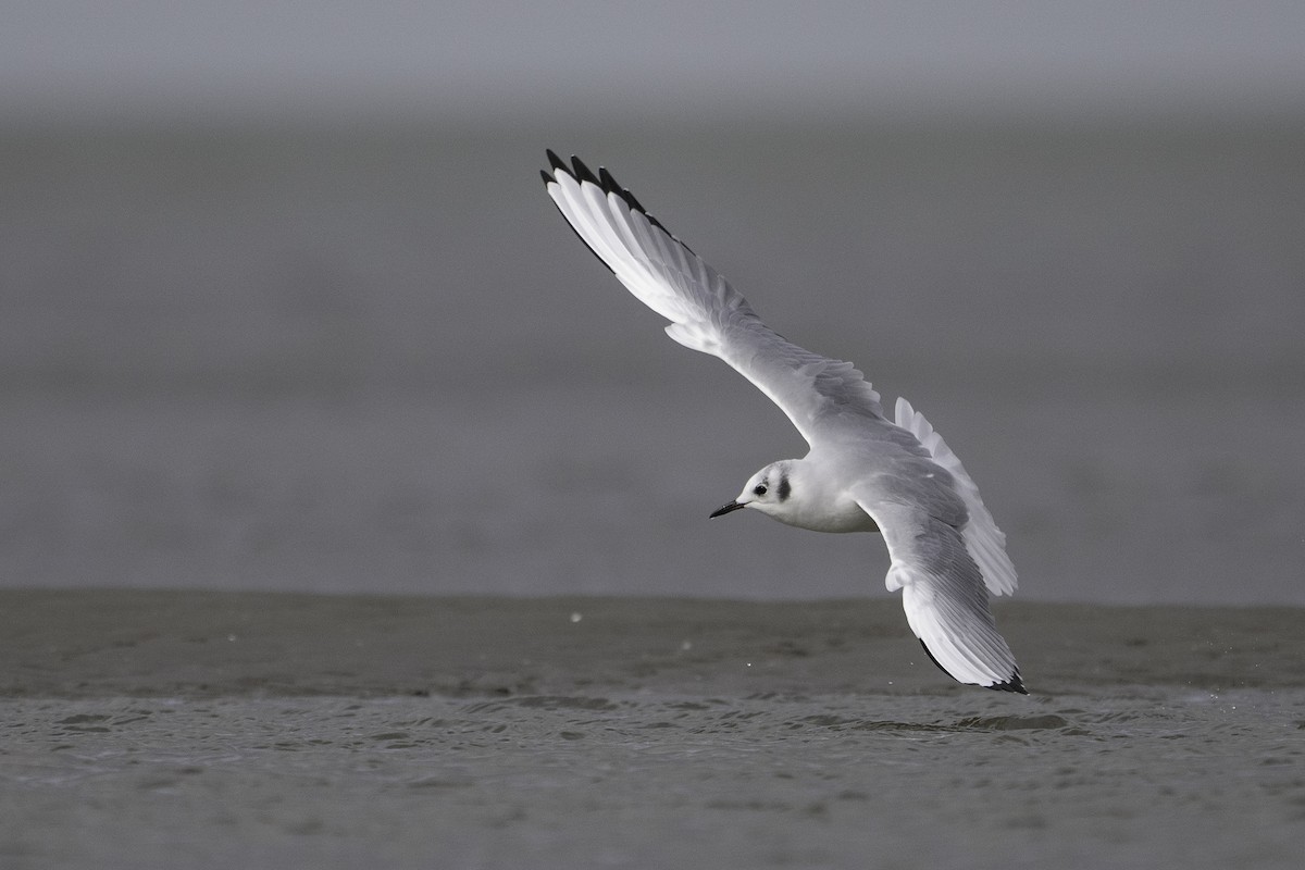 Bonaparte's Gull - ML643407811