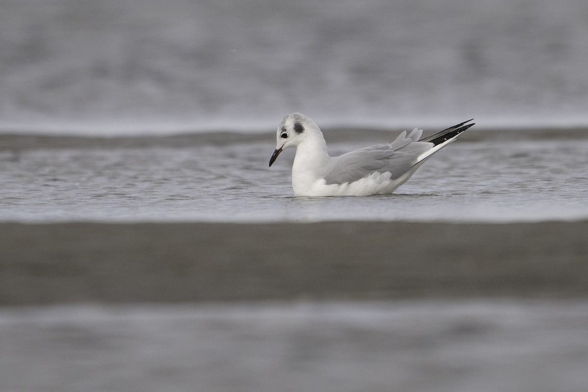 Bonaparte's Gull - ML643407814