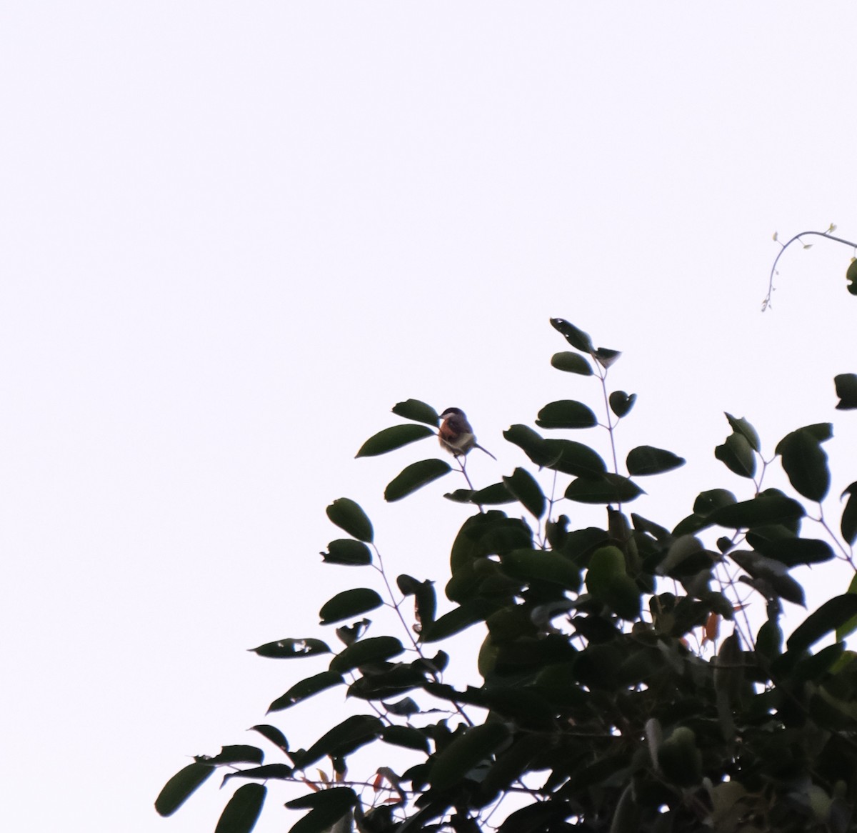 Gray-backed Shrike - ML643407824
