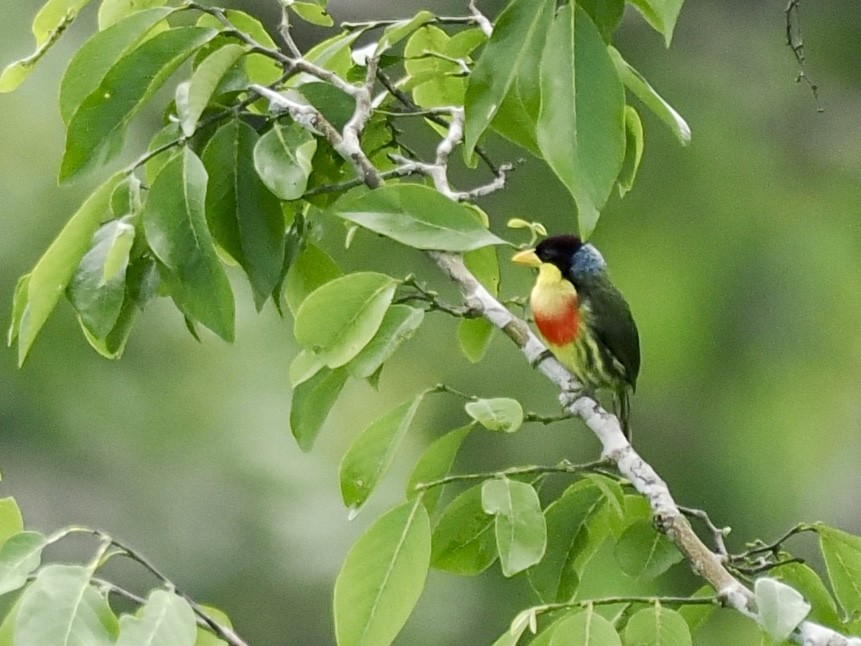 Goldbrust-Bartvogel - ML643407832
