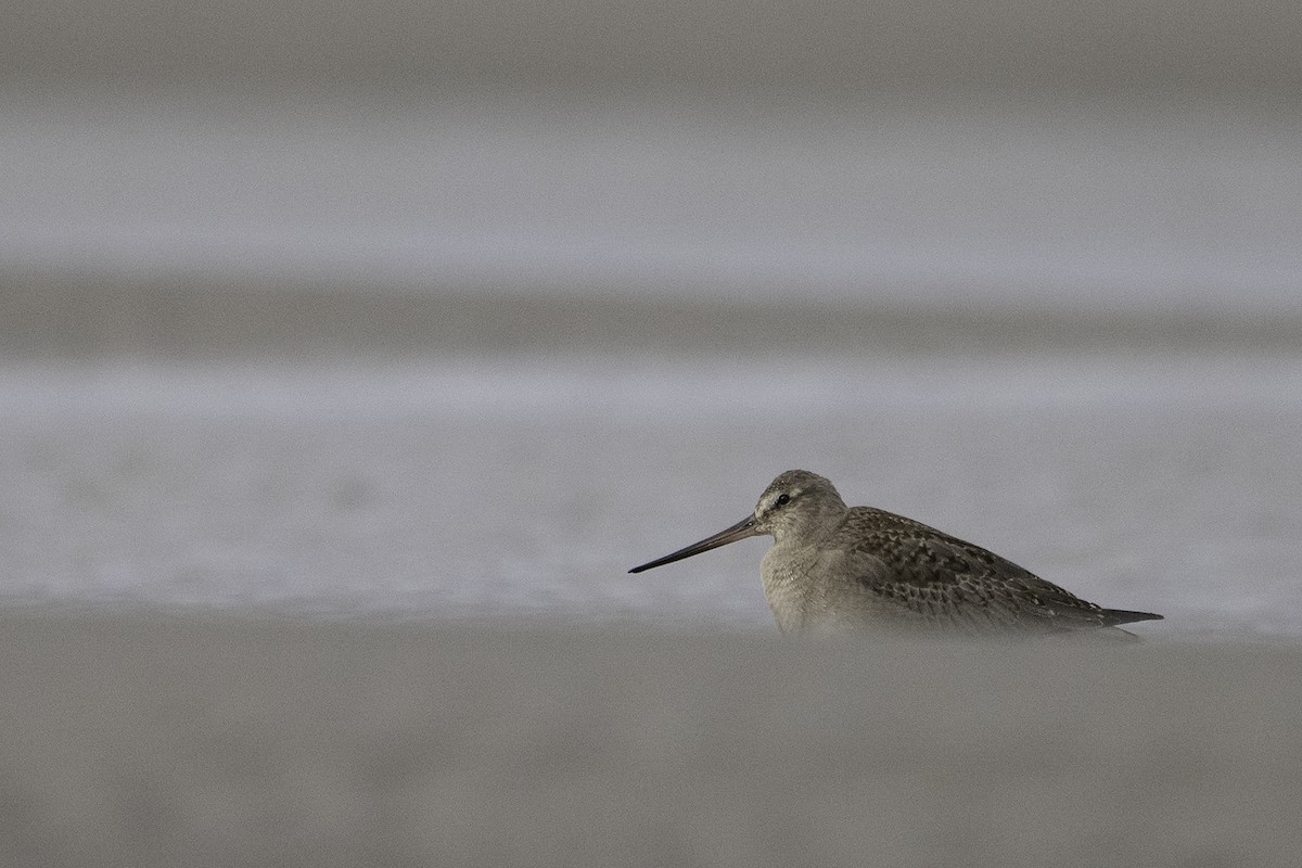 Hudsonian Godwit - ML643407835