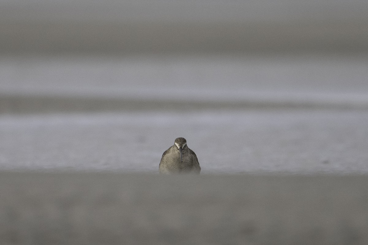 Hudsonian Godwit - ML643407837
