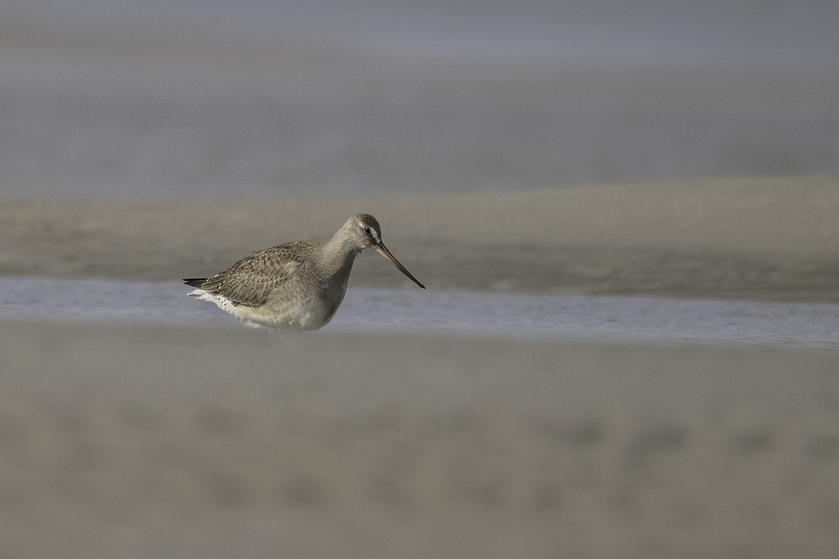 Hudsonian Godwit - ML643407846