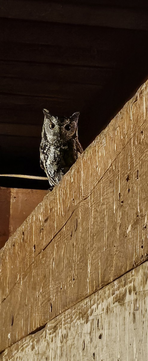 Western Screech-Owl - ML643407848