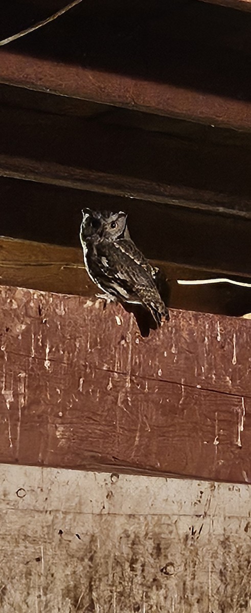 Western Screech-Owl - ML643407849