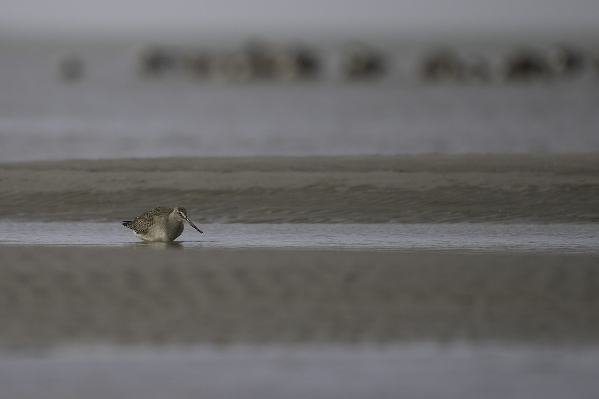 Hudsonian Godwit - ML643407852