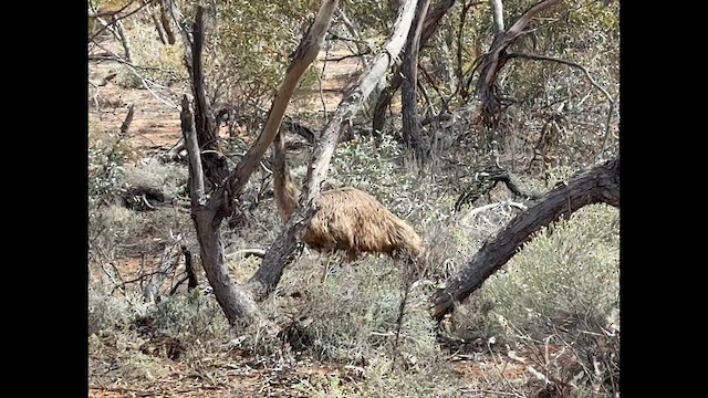 Emu - ML643407864