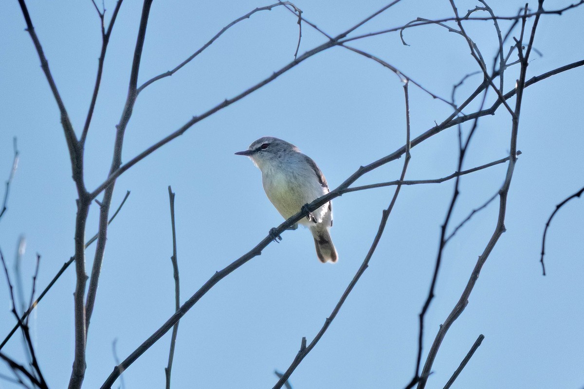 Mangrove Gerygone - ML643407866