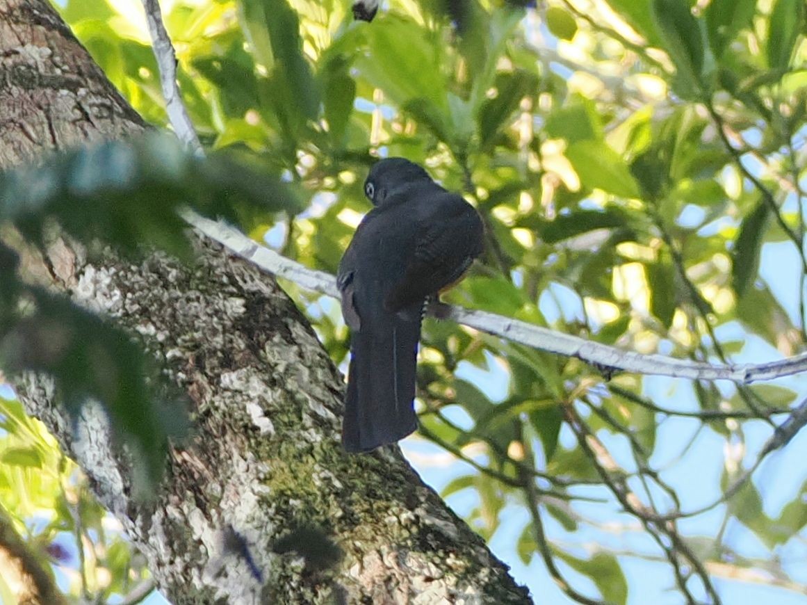 Amazonian Trogon - ML643407879