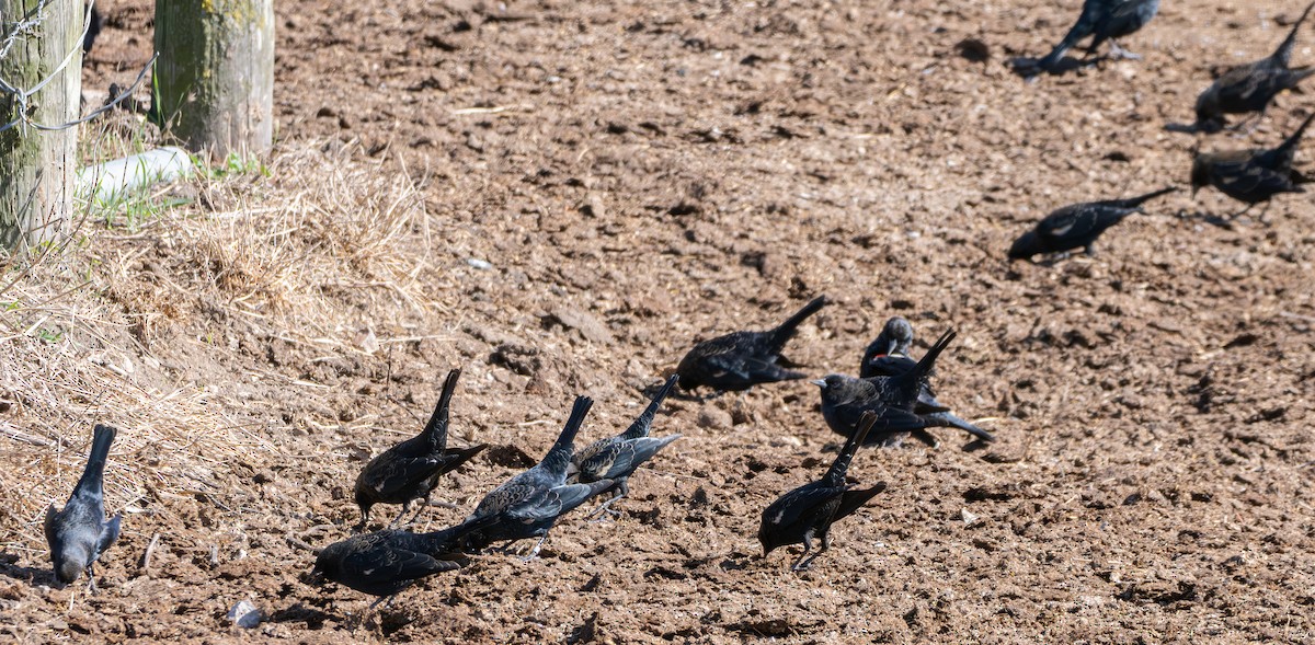 Tricolored Blackbird - ML643407900