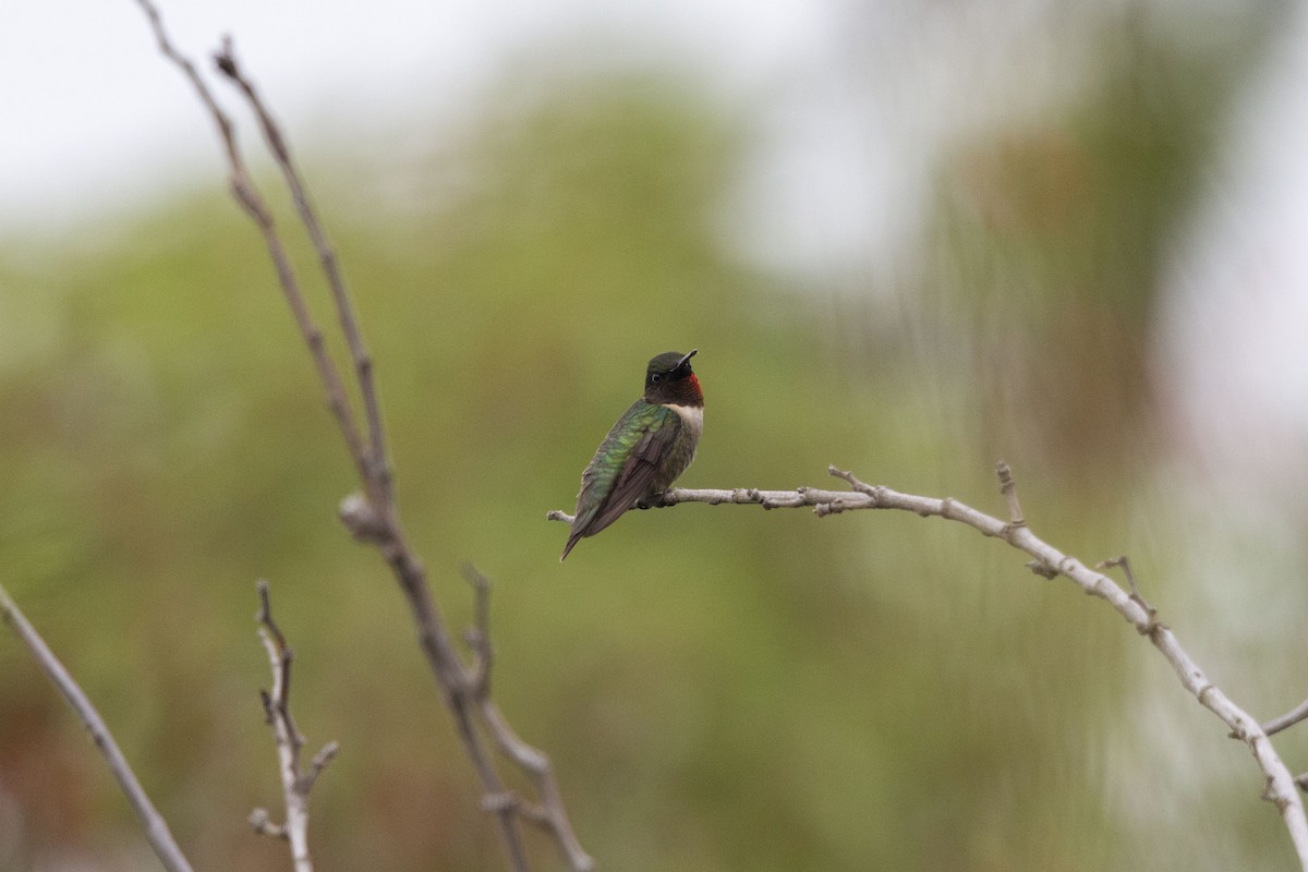 Colibri à gorge rubis - ML643407905