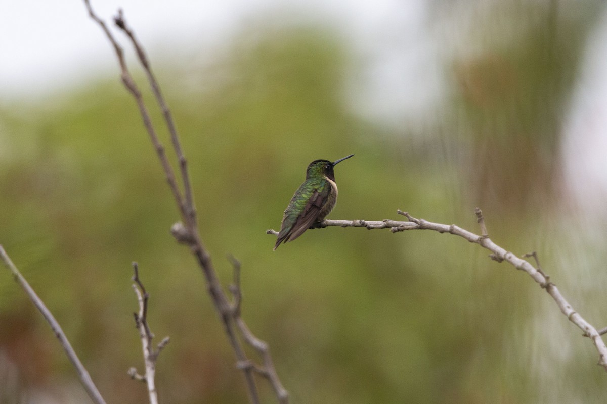 Colibri à gorge rubis - ML643407906