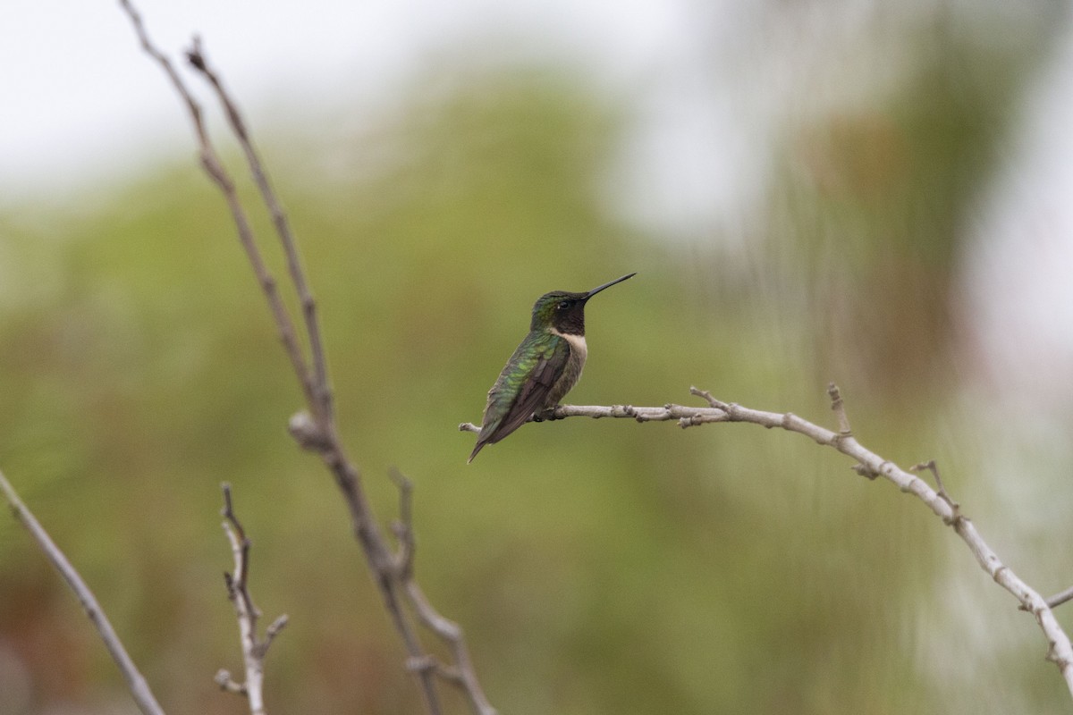 Colibri à gorge rubis - ML643407907
