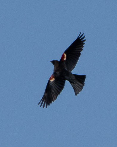 Tricolored Blackbird - ML643407908