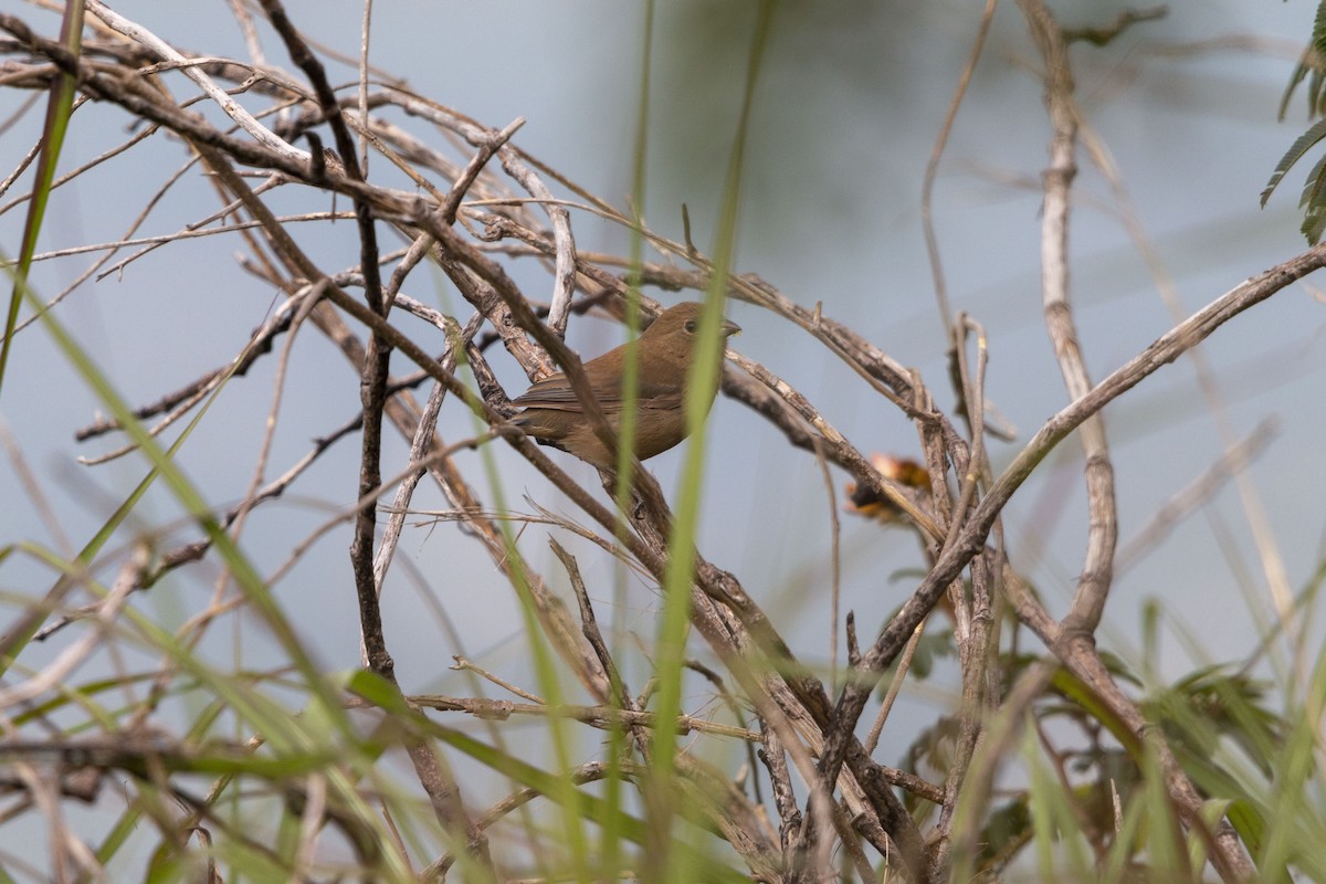 Passerin varié - ML643407912