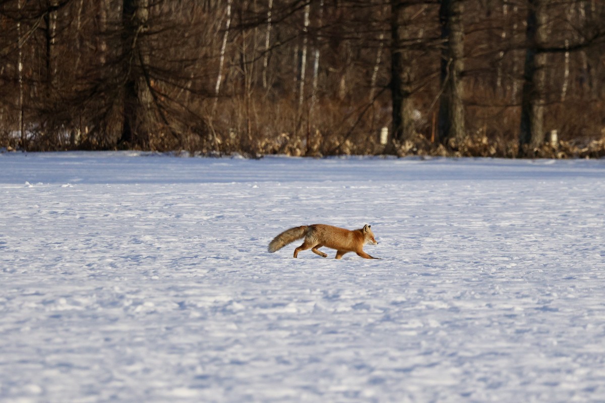 Ezo Red Fox - ML643407921