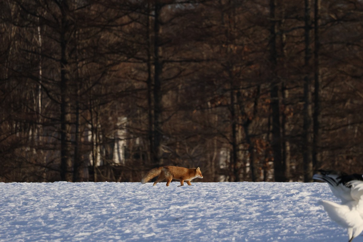 Ezo Red Fox - ML643407922